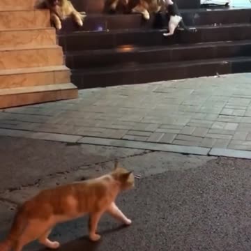 Cute puppy drags cat