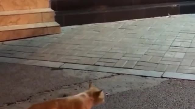 Cute puppy drags cat