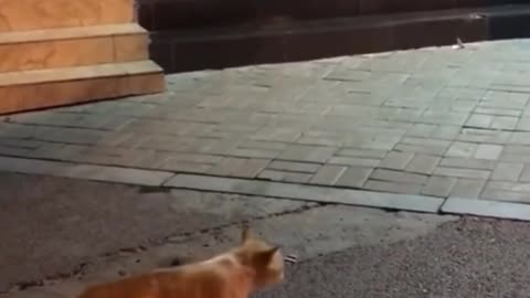 Cute puppy drags cat