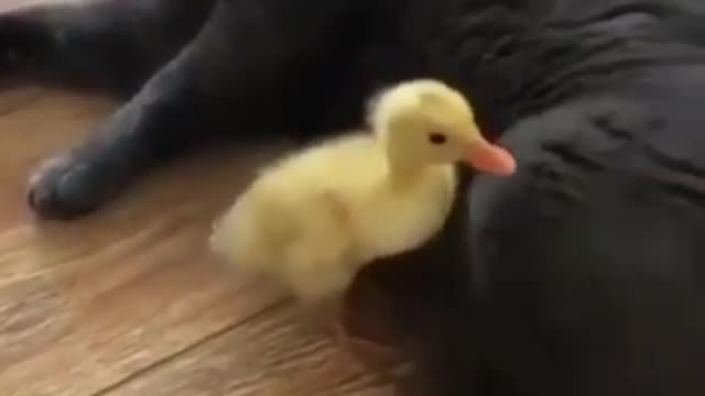 See how the cat hit the sauce