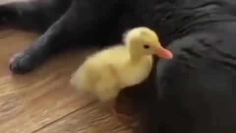 See how the cat hit the sauce