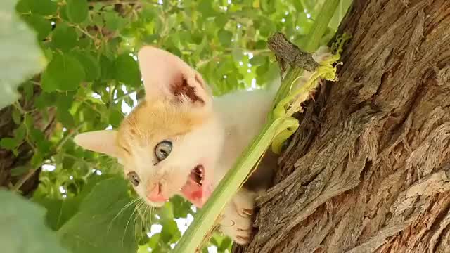 Funny Cats and Kittens Meowing Compilation