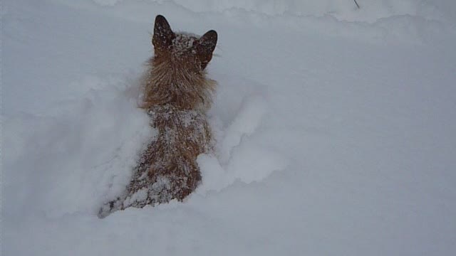 little god and snow