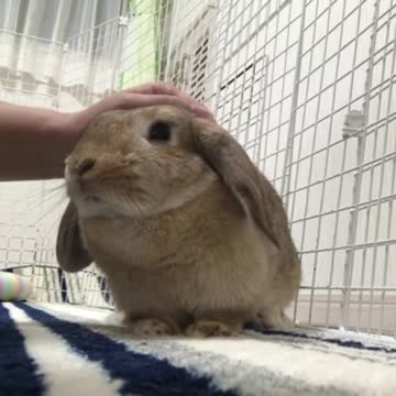 Cute bunny thoroughly enjoys cuddling