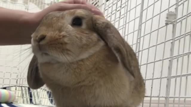 Cute bunny thoroughly enjoys cuddling