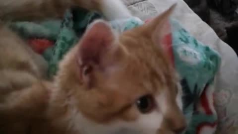 Orange cat laying on top of blue blanket