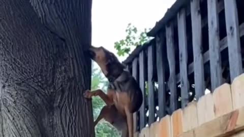 ninja dog.... mission impossible