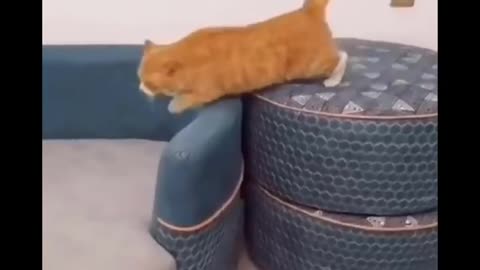 Funny cats fight videos