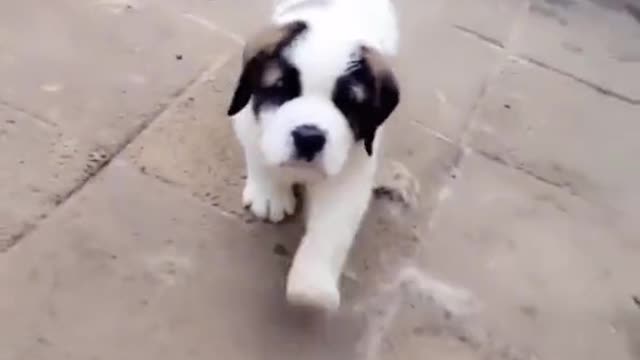 St Bernard Puppy