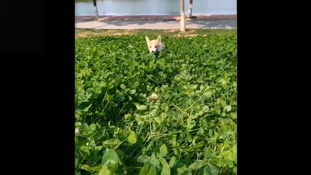 Hard Not To Laugh To These Pets!