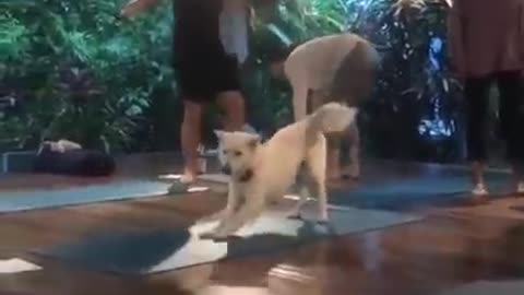 funny dogs on tiktok try to not laughing!!!!