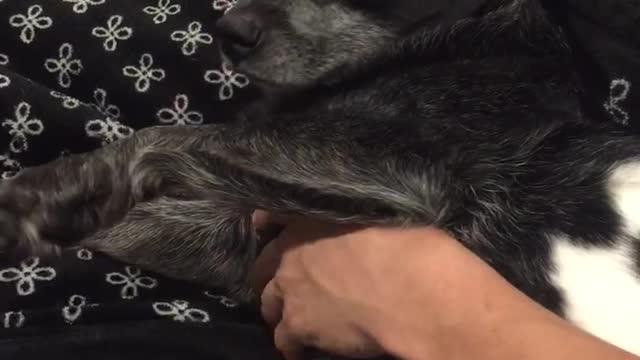 Black dog sticks tongue out while getting stomach and head pet on couch