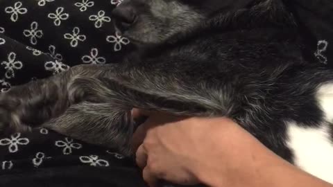 Black dog sticks tongue out while getting stomach and head pet on couch