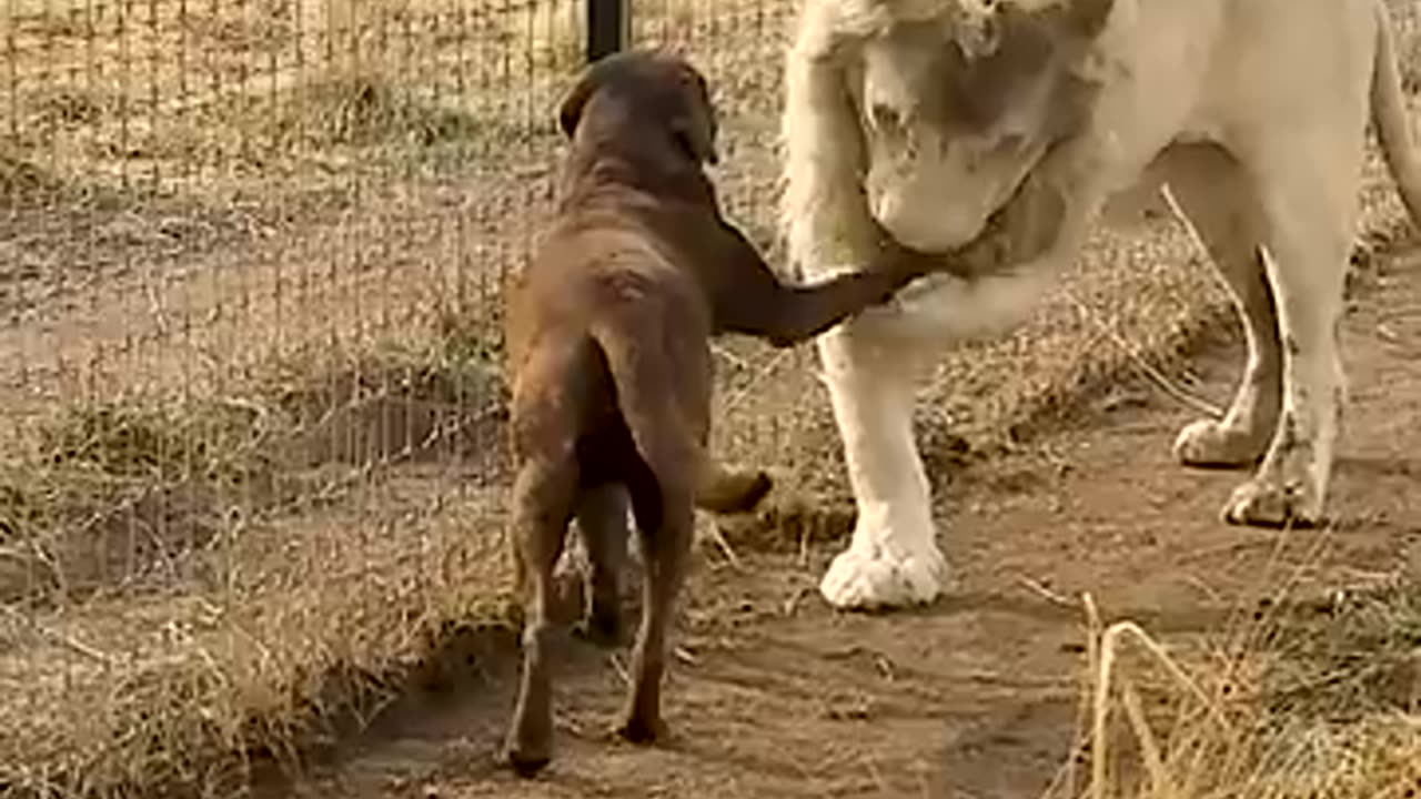 Lion and dog love