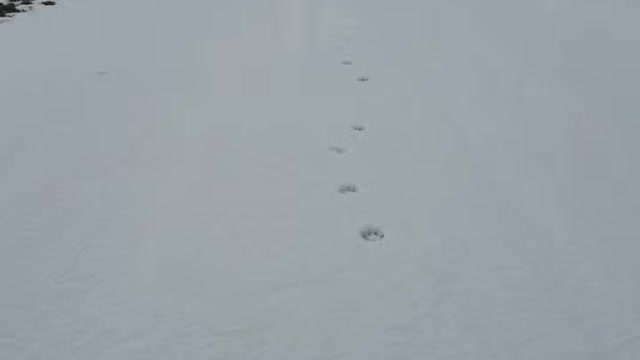 A Dog Running Towards Me in a Snowy Day