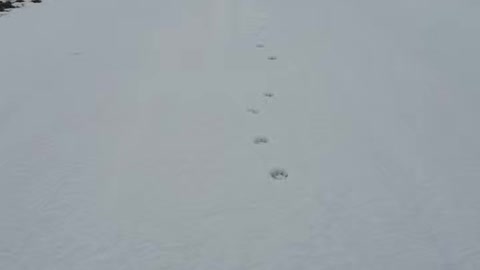 A Dog Running Towards Me in a Snowy Day