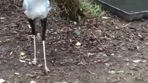 Funny cat dog animals videos (4)
