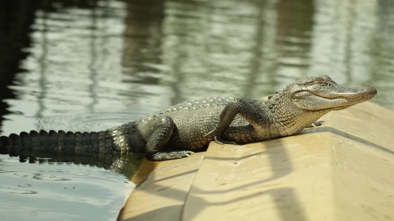 Bayou Alligator On Water