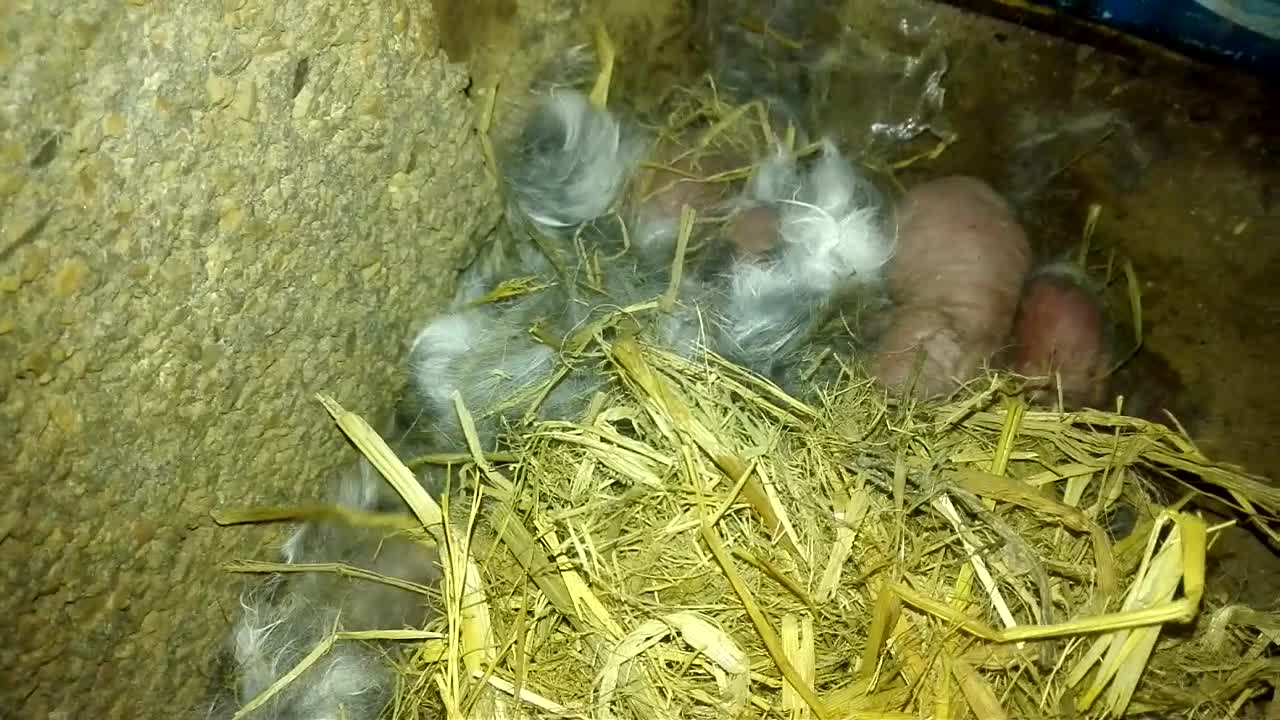 Baby newborn rabbits