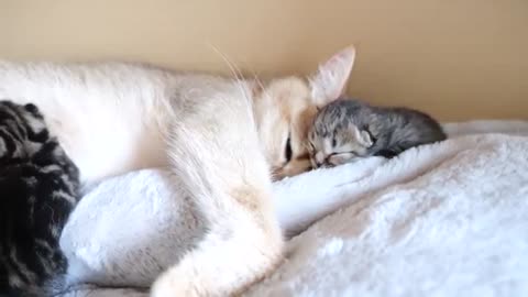 Mother cat sleeps surrounded by baby kittens