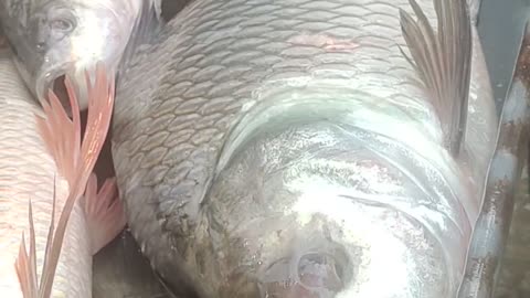 Giant Katla Carp Fish Nice Video In Fish Market#shorts