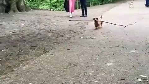 This Puppy carried stick on park