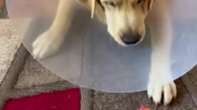 Pup With Protective Cone Adorably Struggles To Play With Toy👏🏽