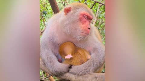 this monkey mother fell asleep while giving birth to her child ☺️🙉