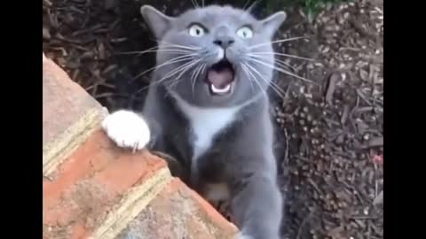 Funny CATs compilation - just cute