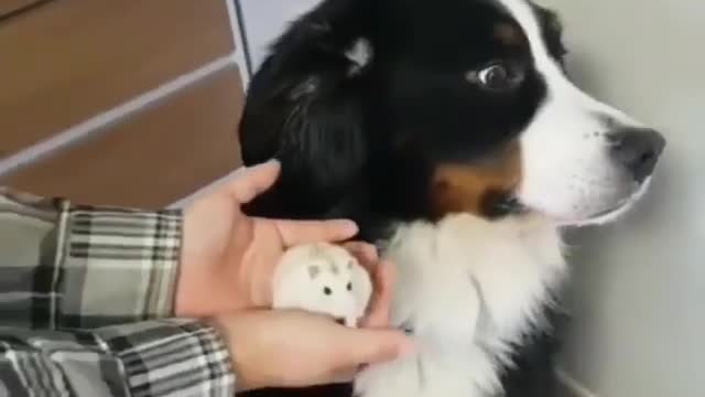 Very funny Adorable dog