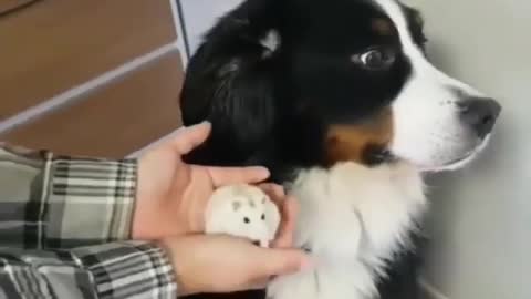 Very funny Adorable dog