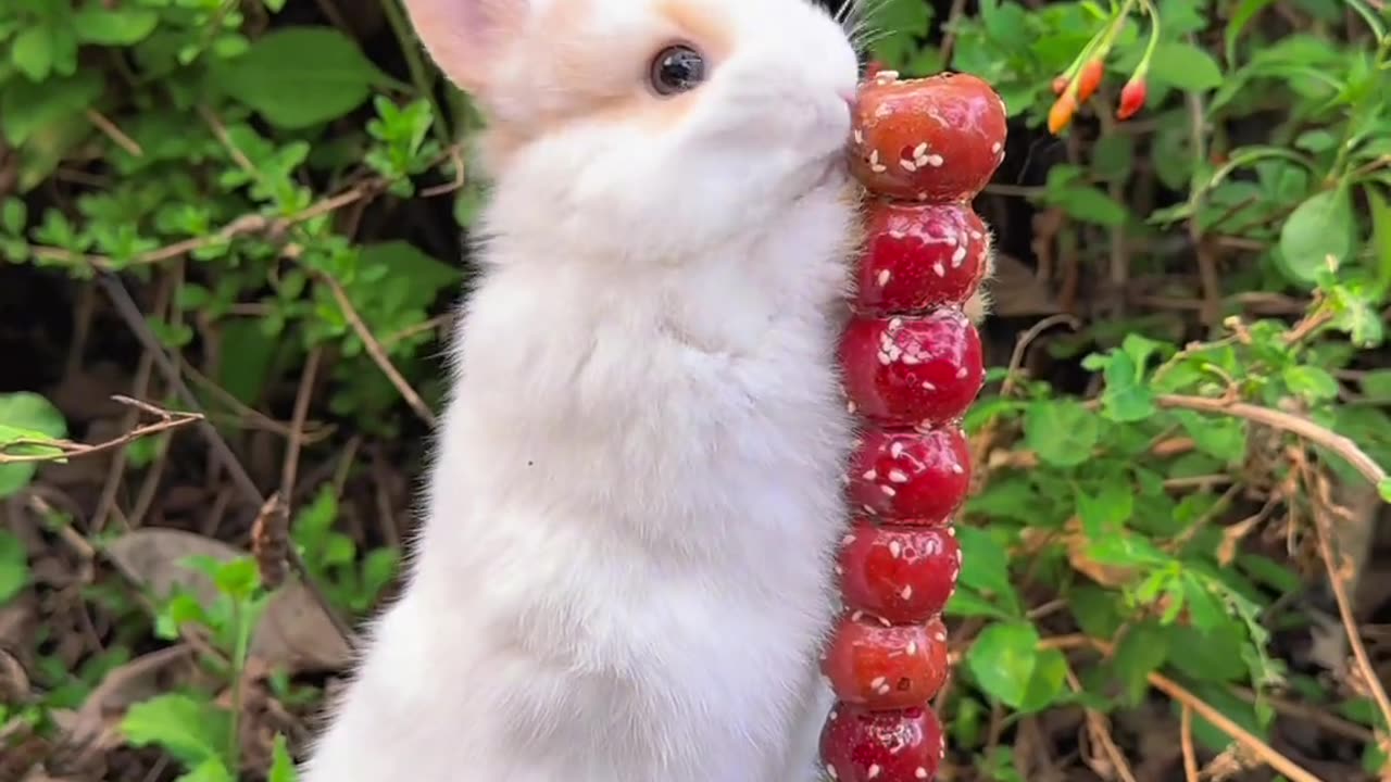 The little bunny got stuck to candied hawthorn.