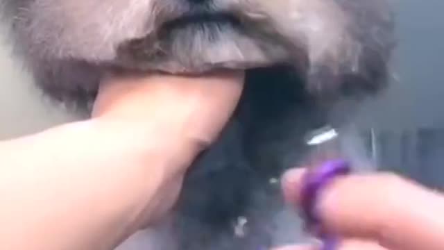 Funny Dogs got cut hair 4 Shorts_1080p