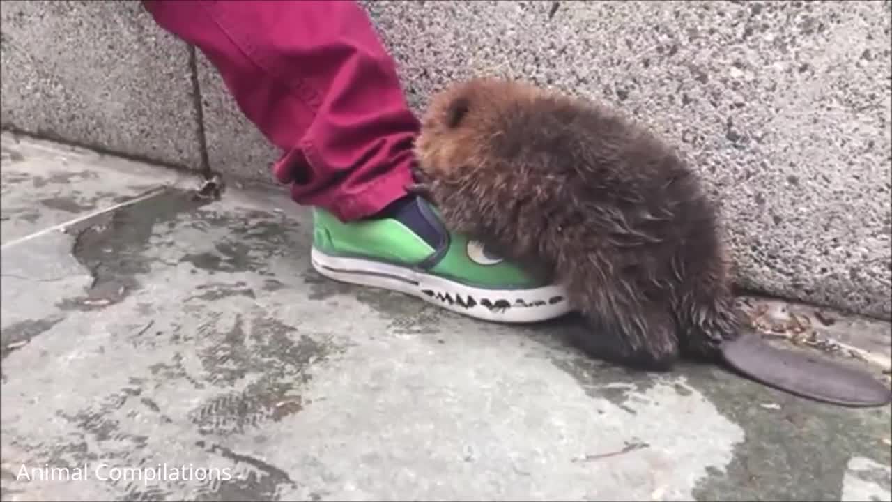 Eager Baby Beavers Eating Timber - CUTEST Compilation