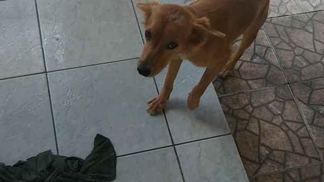 Belinha my dog ​​rescued from the street