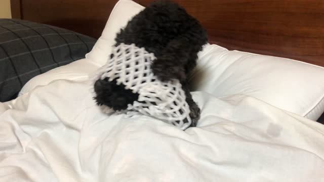 Struggling dog-What is this net wrap!