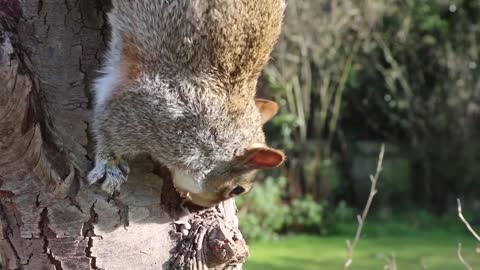 Natural Squirrel (Super Close-Up)