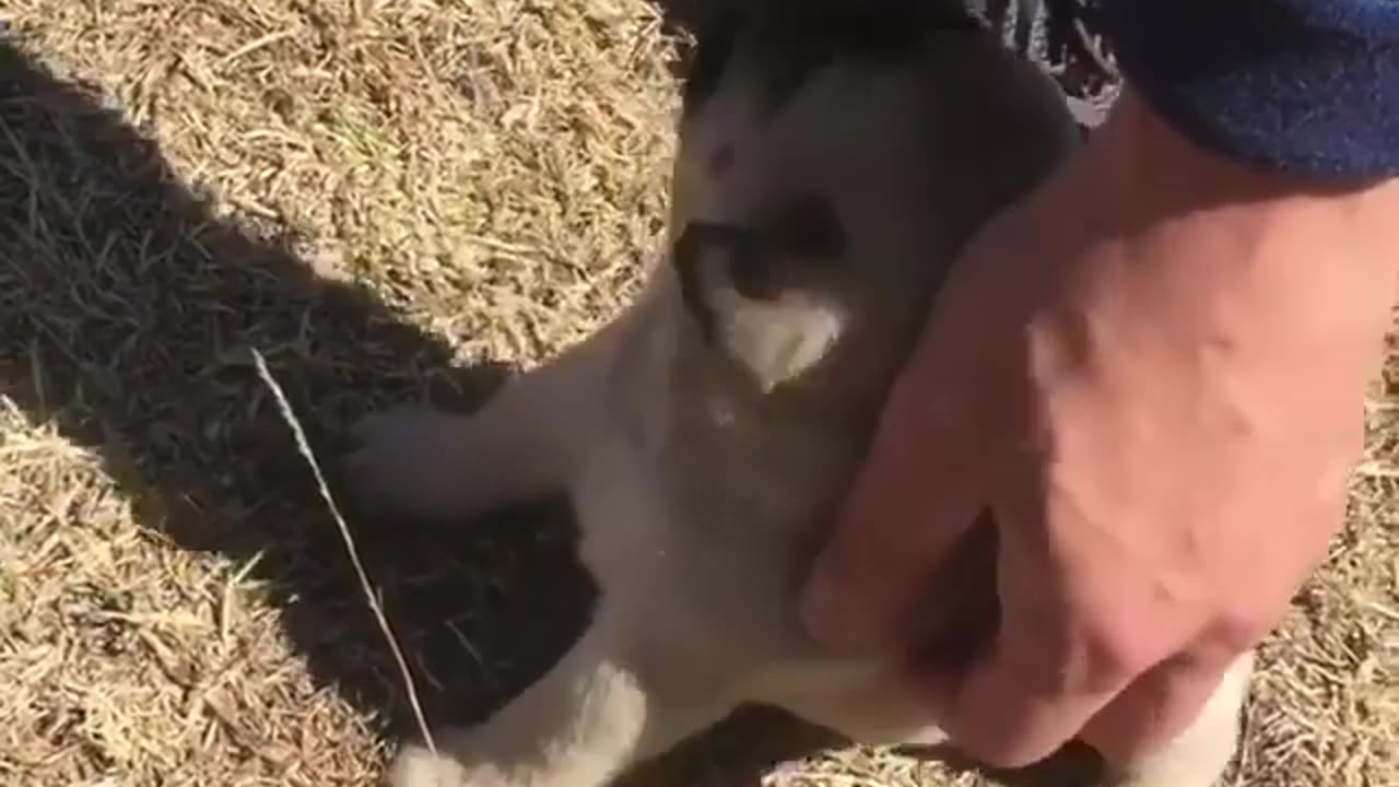 Cute dog