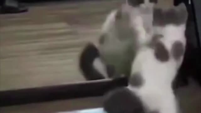 Funny Cat Dances in Front of a Mirror #shorts