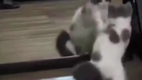 Funny Cat Dances in Front of a Mirror #shorts