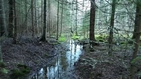 Exploring tranquil Forest