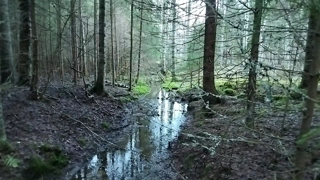 Exploring tranquil Forest