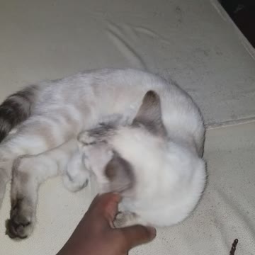 Lisa the kitty desperate for attention.