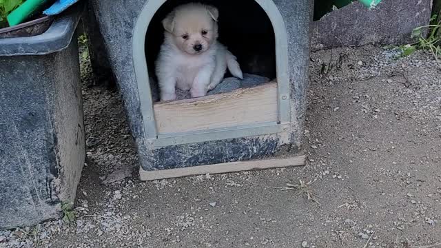 Korea countryside baby dog