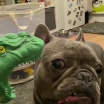 Fearless Dog Funny video