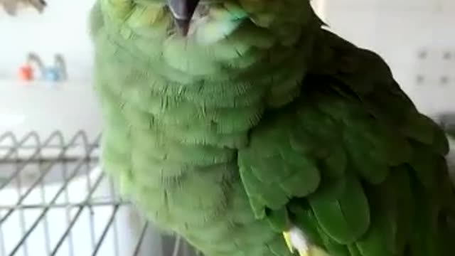 Funny parrot