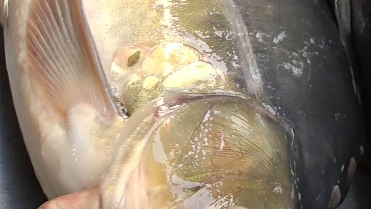 Giant Carp Fish Live Video In Fish Market l Nice Karfu Carp Fish Live Video#shorts