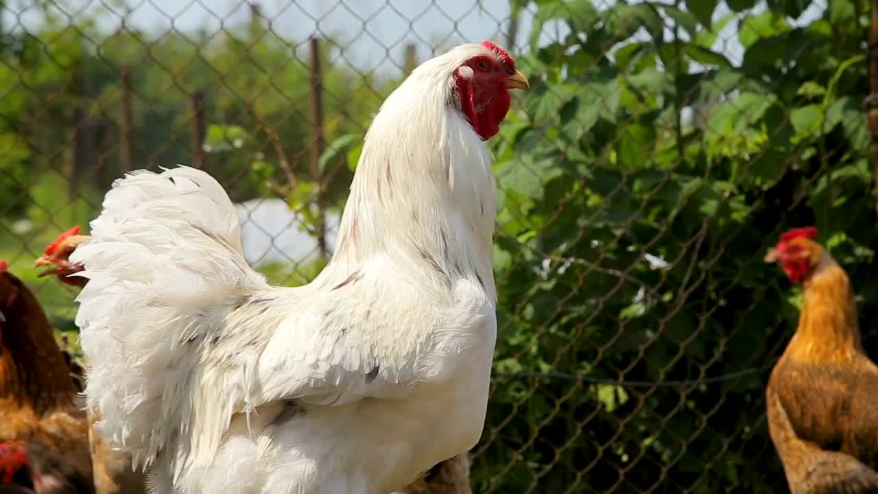 Free range chickens roam the yard on a farm