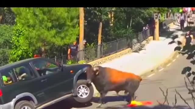 What kind of cow people are all surprised.