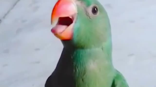 Cute parrot sings